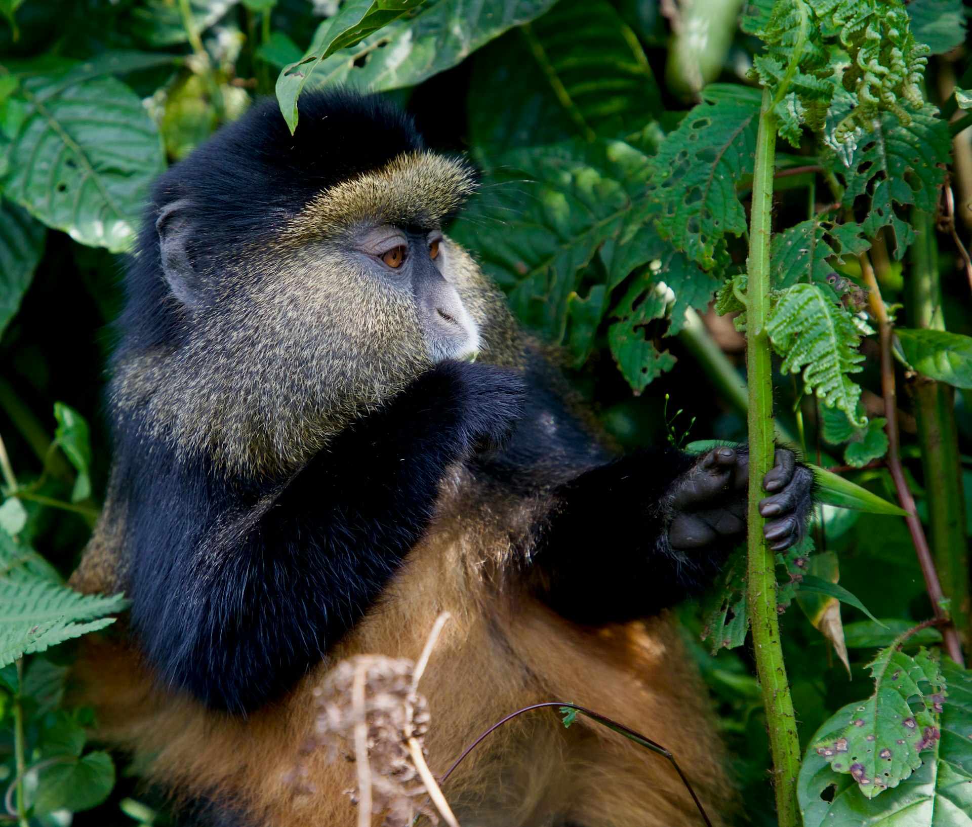 A monkey sitting in the middle of a forest